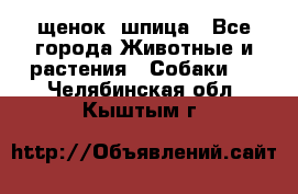 щенок  шпица - Все города Животные и растения » Собаки   . Челябинская обл.,Кыштым г.